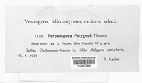 Peronospora polygoni image